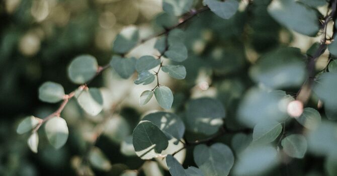 Licensed Massage Therapy and Acupuncturist